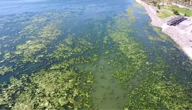 (DRONE) Bostanlı'da kıyıya yakın noktaları deniz marulu kapladı