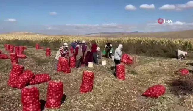 Hasadı başlayan kuru soğan alım fiyatı ile üreticiyi mutlu etmedi