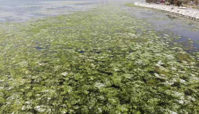 Bostanlı'da deniz marulları görülmeye devam ediyor