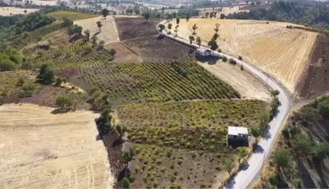 KAHRAMANMARAŞ - Üzümün pekmeze yolculuğu başladı