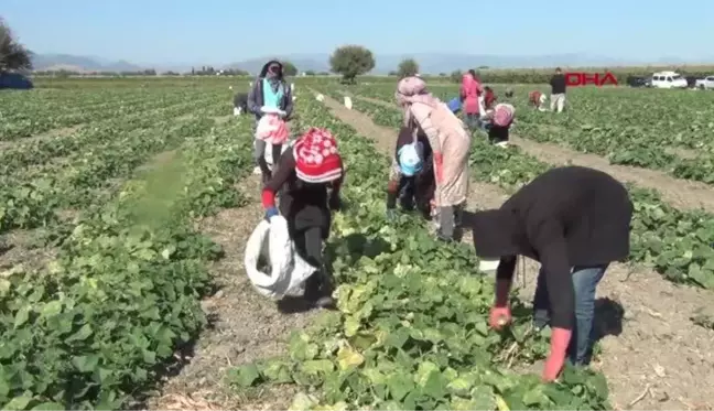 KOZAN'DA KORNİŞON ÇİFTÇİNİN YÜZÜNÜ GÜLDÜRÜYOR