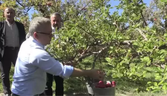 Niğde'de elma üretimi 5 yılda yüzde 25 arttı