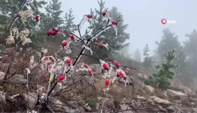 Sarıkamış buz kesti, ağaçlar kırağı tuttu