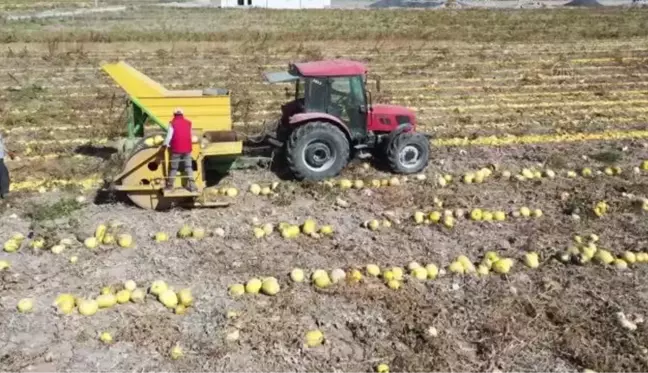 Tescilli ürünü kabak çekirdeğinde yüksek rekolte bekleniyor