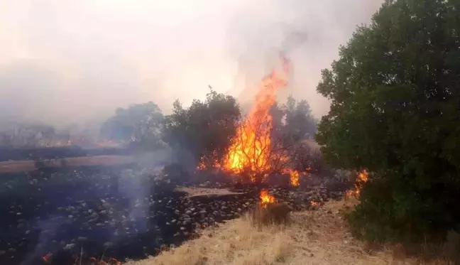 Son dakika haberi | Gaziantep'te orman yangını