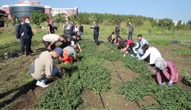 Ondokuz Mayıs Üniversitesinde tıbbi ve aromatik bitkilerin hasadına başlandı