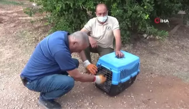 Evinde şahin besledi 19 bin TL para cezası yedi