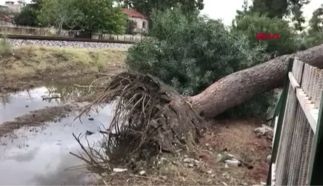 BİRİKEN YAĞMUR SULARINA DAYANAMAYAN 30 YILLIK AĞAÇ DEVRİLDİ