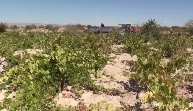 Koramaz Vadisi'nde bağ bozumu zamanı