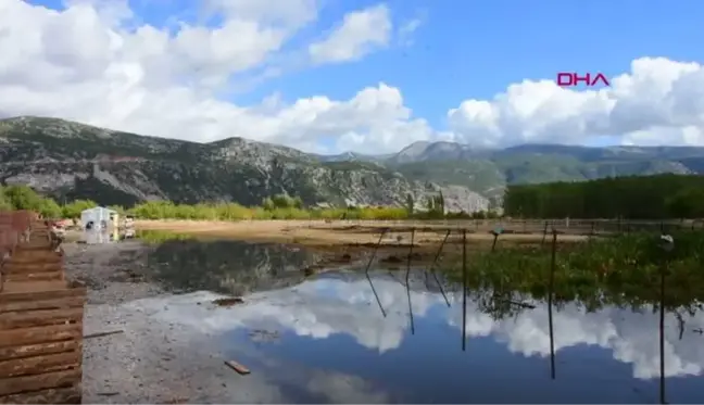 Muğla'da şiddetli yağış; tarım arazilerini su bastı, hayvanlar öldü