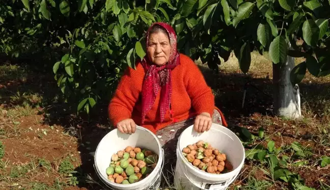 Meşhur Çameli cevizinde hasat zamanı