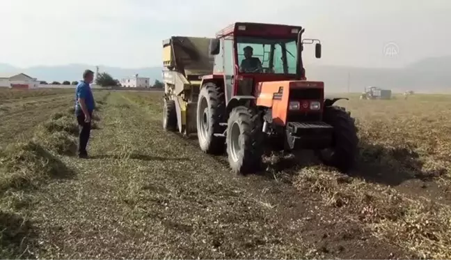 GAZİANTEP - Yer fıstığı hasadı sürüyor