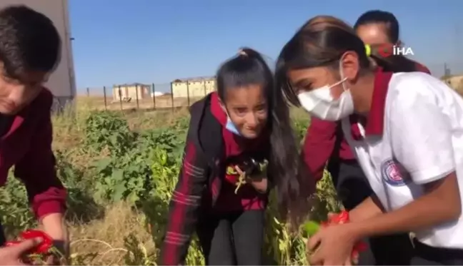 Okulda hasat sevinci... Öğrenciler okulda yetiştirdikleri ürünü hasat etti