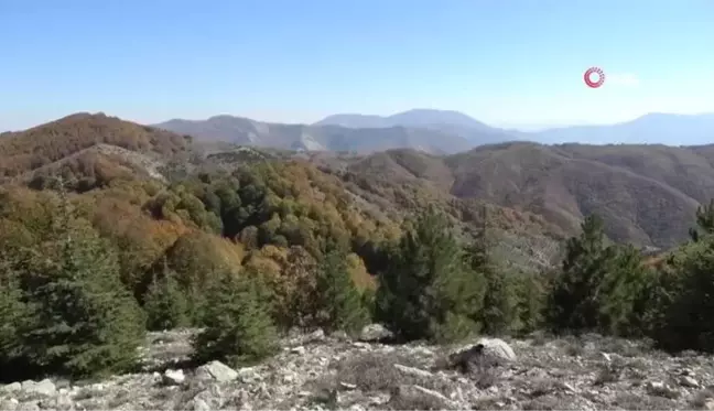 Renk cümbüşüyle mest eden bürünen Dumanlı Yaylası, doğaseverlerin vazgeçilmezi oldu