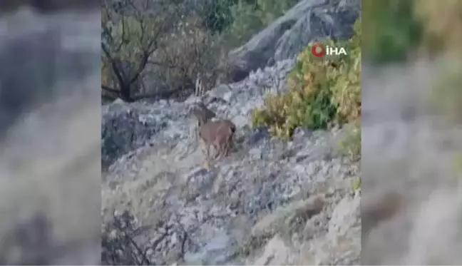 Tunceli'de dağ keçileri böyle görüntülendi