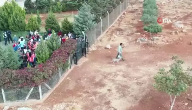 Hatay'da dağ ceylanlarına büyük ilgi: Bir ayda iki bin ziyaretçi