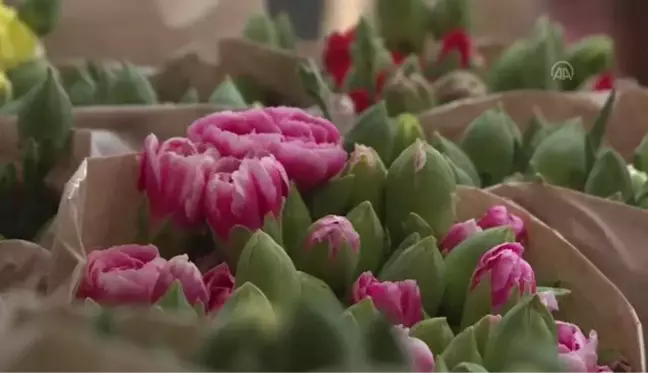 Türkiye, botanik EXPO'lara hazırlanıyor