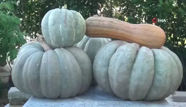 60 kilo ağırlığında bal kabağı yetiştirdi