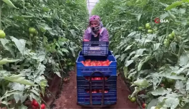 Antalya'daki seralarda ilk domates hasatları başladı