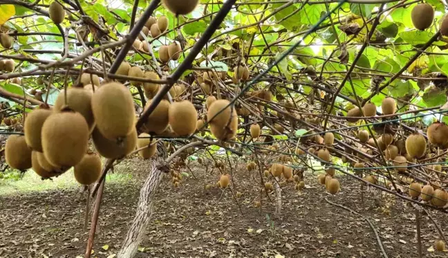 Fındıktan vazgeçip kivi ekti, kazancı üç kat arttı