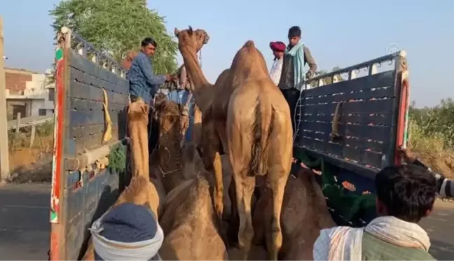 RAJASTHAN - Hindistan'da Pushkar Deve Fuarı