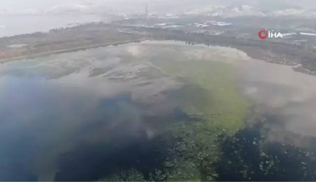 İzmir'i deniz marulu sardı