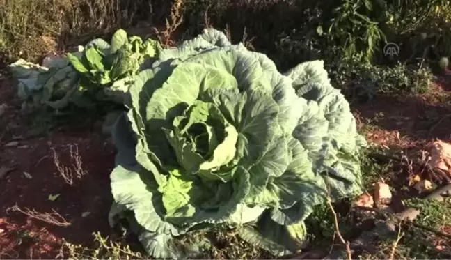 Bir çiftçi 30 kilogram ağırlığında lahana üretti