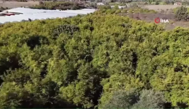 Çiçeğinden kabuğuna, çekirdeğinden suyuna kadar her şeyi değerlendiriyorlar