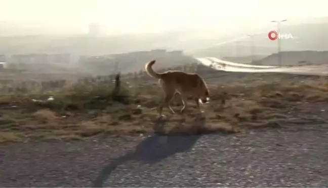 Başkentteki bir mahallede başıboş köpekler, çevre sakinlerini tedirgin ediyor