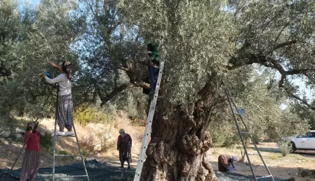 Zeytin hasadı başladı