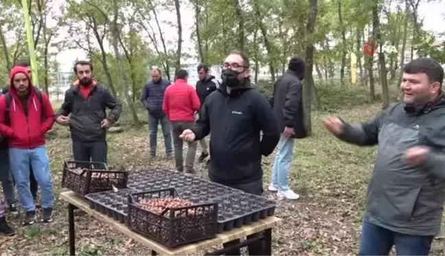 OMÜ Kurupelit Kampüsü'nde meşe palamutları toprakla buluştu