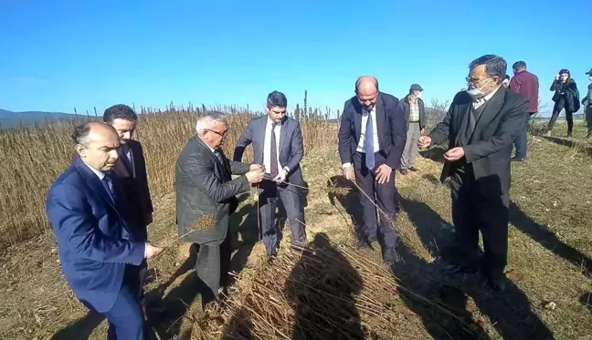 Kastamonu'da kenevir sökümü devam ediyor