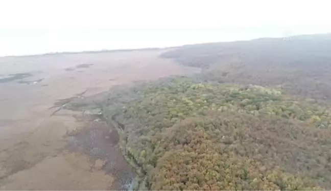 KIRKLARELİ - İğneada Longoz Ormanı'ndaki dereler ahşap köprüler ile aşılacak