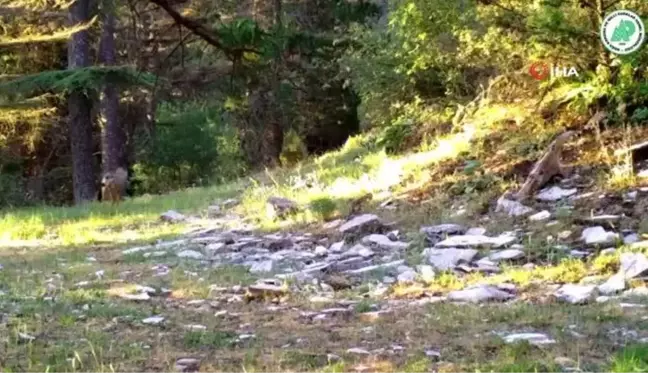 Akdeniz'in yaban hayatı fotokapana yansıdı