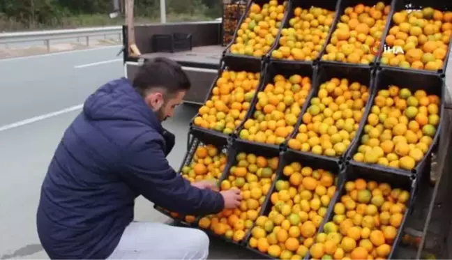 Derepazarı mandalinası tezgaha indi... Yurt dışından bile alıcı buluyor