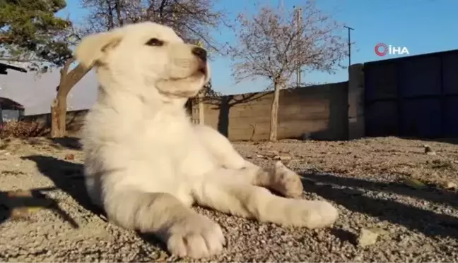 Ölmek üzereyken bulunan yavru köpekler, Özdemir ailesinin neşe kaynağı oldu