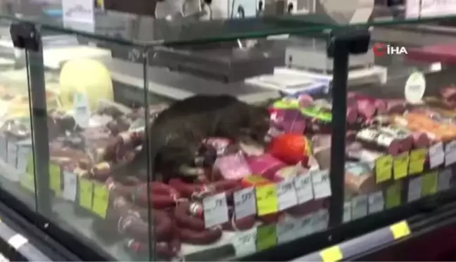 CarrefourSA'da şok eden görüntü: Reyona giren kedi kavurmayı yedi