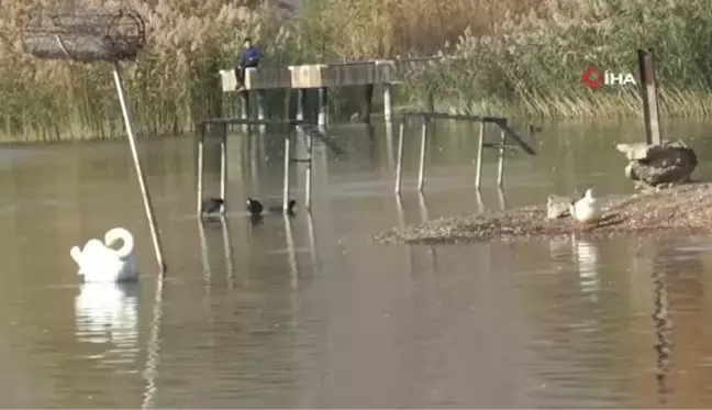 Adıyaman'da erkek kuğuya eş aranıyor