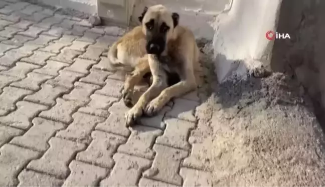 Sahipli ev hayvanları mikroçip sayesinde kaybolmayacak