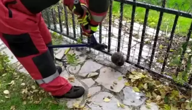 Bahçedeki tel örgüye sıkışan kirpi kurtarıldı