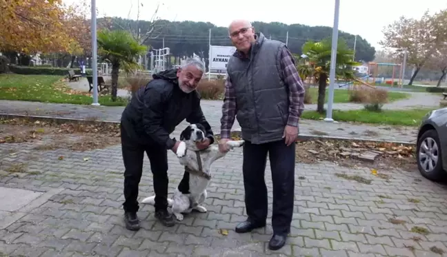 Balıkesir'de İstiklal Marşı okunurken eşlik eden köpek ilgi odağı oldu