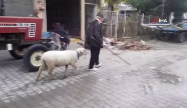 Yavruyken alıp beslediği koyun sahibinin peşini bir an olsun bırakmıyor