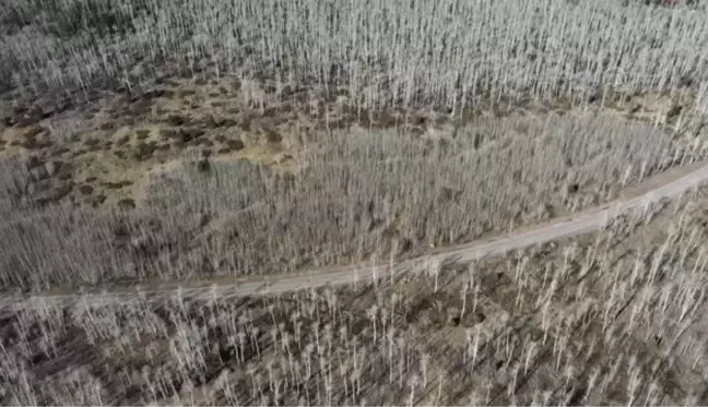 Dünyanın en yaşlı ağaçları - 80 bin yaşındaki köklerinden beslenen Pando