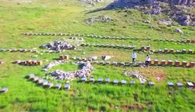 Ödüllü Eğriçayır balı Hollanda'da tüketilecek