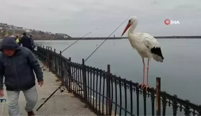 Bedestene sığınan leyleğin hayat hikayesini bacağındaki gümüş halka ortaya çıkardı