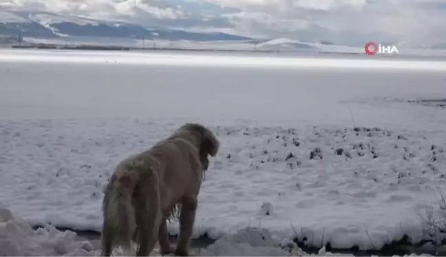 Ardahan'da beyaz güzellik