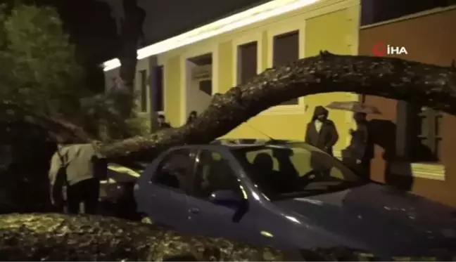 Aydın'da yağmurla birlikte devrilen çam ağacı, araçları hurdaya çevirdi