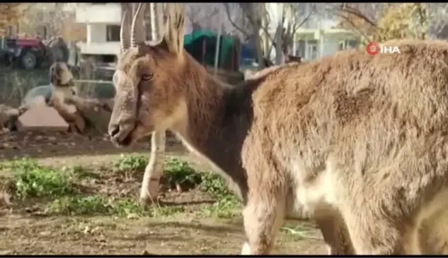 Yaralı halde bulunan koruma altındaki yaban keçisi tedavi altına alındı