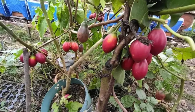 Güney Amerikalı Tamarillo Rize'yi sevdi