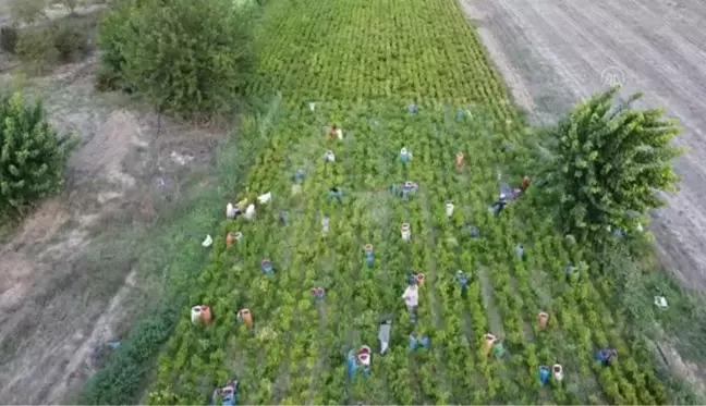 Bilecikli kırmızı biber üreticileri için hasadın ardından öğütme telaşı başladı